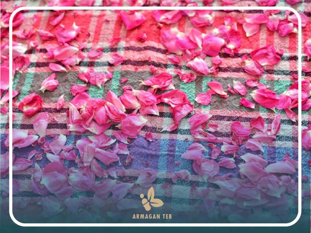 تاریخچه گل محمدی 