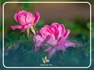 خواص گل محمدی چیست ؟