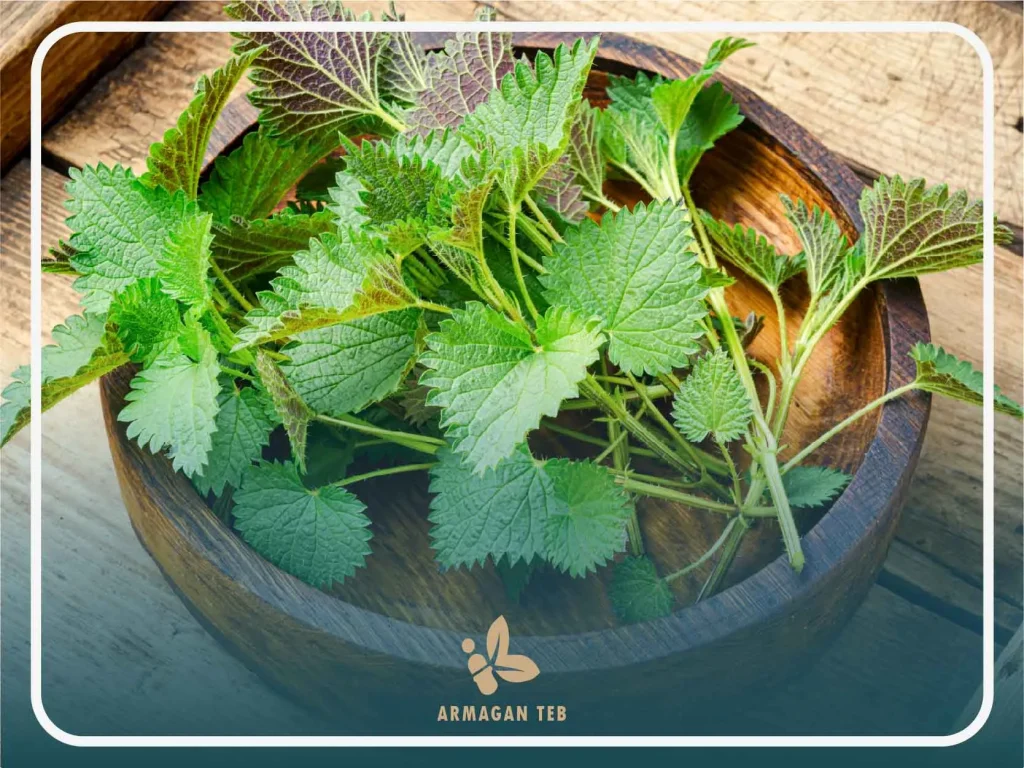 سخن پایانی ارمغان طب در مورد خواص گزنه 