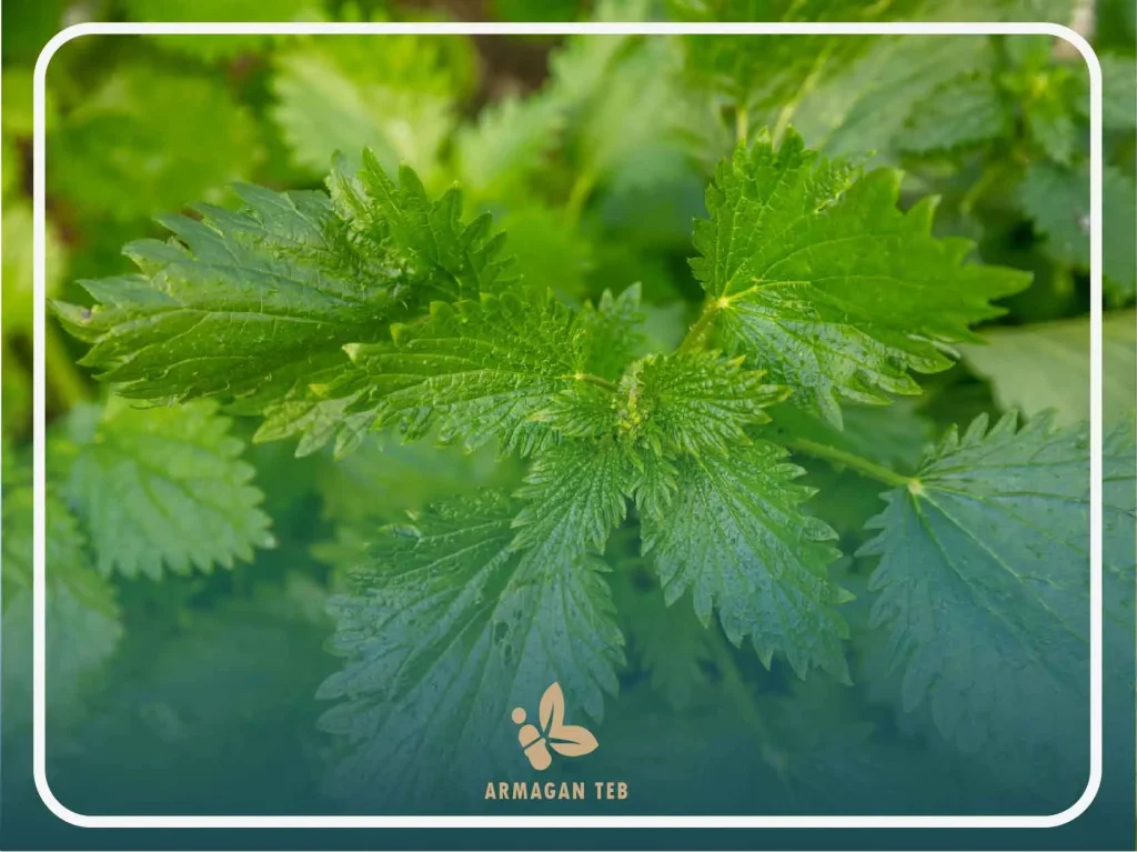 خواص گزنه برای دیابت