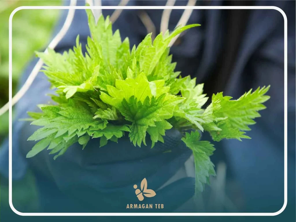 خواص گزنه برای کبد